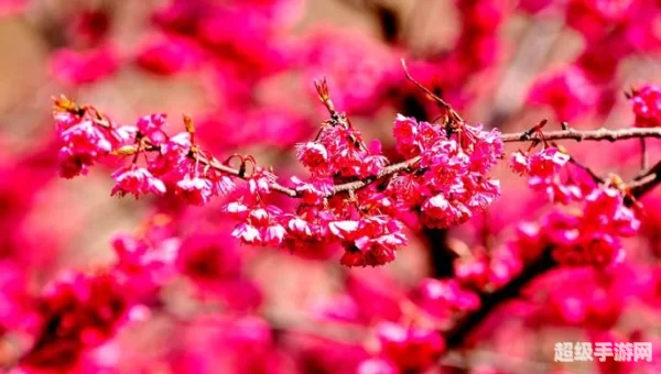 樱花树红色