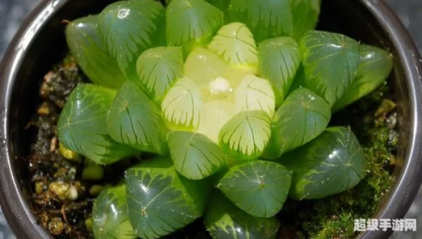 罕见品种