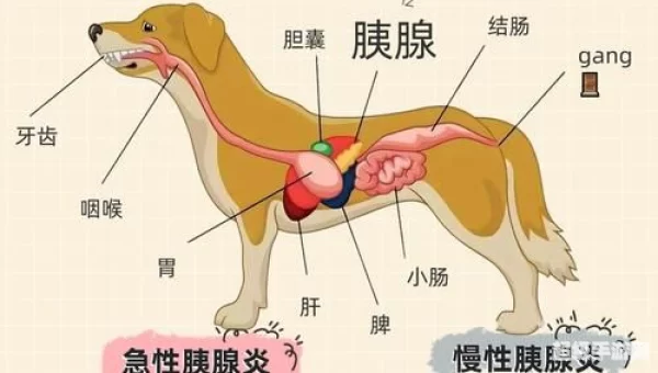 狗狗身上调节体温的汗腺主要分布在哪里