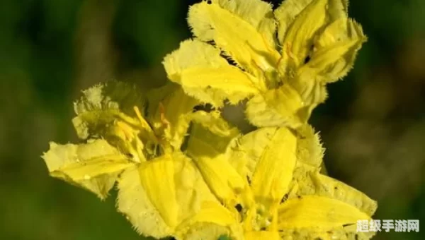 由于荇菜的花朵是黄色的