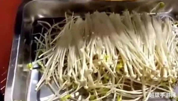 配菜网：配菜网带你领略各式佳肴搭配之道